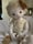 Image of Camille, 21” Somber Baby Girl