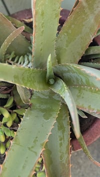 Image 3 of Carrot, Aloe & Tumeric soap