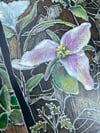Trillium 