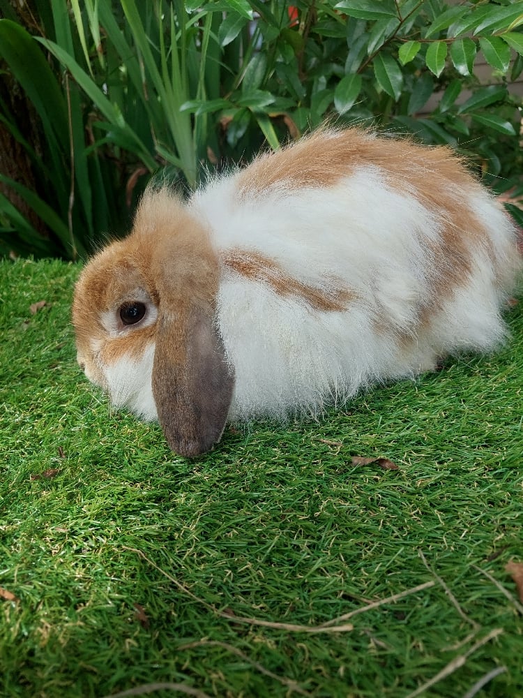 Image of Tracy (F)