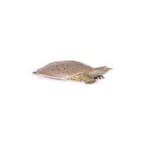 Spiny Softshell