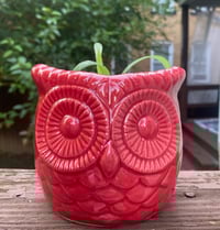 Image 1 of Spider Plant in Red Owl Planter