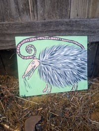 Image 6 of Possum