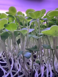 Image 1 of Blend of Organic Microgreens
