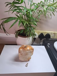 Image 4 of Paws 🐾 