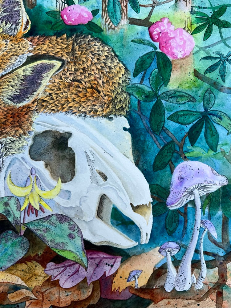 Image of Forest & Foxes