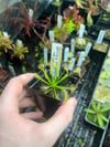 Drosera capensis 'Alba' 