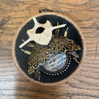 Image 4 of Snake skin  vertebrae  beetle (b, 4 inches)