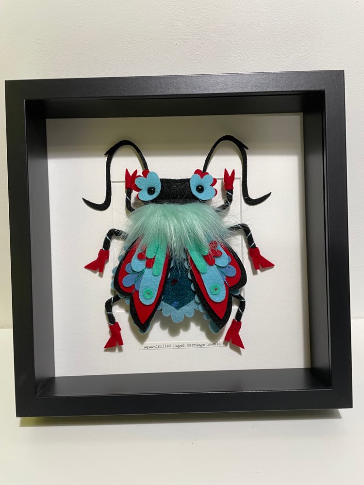 Image of Aqua-frilled Caped Carriage Beetle