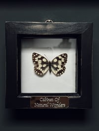 Image 3 of Marbled White Butterfly Frame 