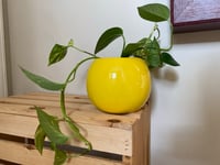 Image 2 of Golden Pothos in Yellow Smiley Pot