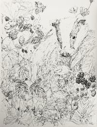 Image 3 of Badger in the Bramble