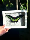 Lime butterfly box 