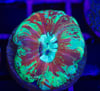 Rainbow trachy