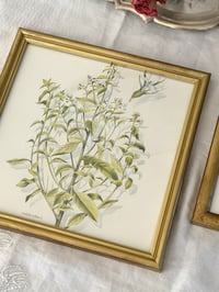 Image 2 of Duo de cadres botaniques