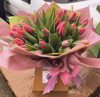 Image 1 of Tulip sensation 