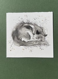 Image 1 of Sleepy - Kitty Cat Study