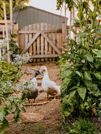 Image 3 of You and your pet