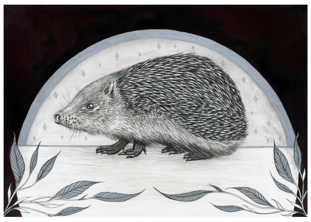 Image of Hedgehog