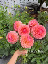 Linda's Baby - Ball Type