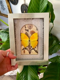 Yellow Botanical Box 
