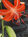 LILIUM LANCIFOLIUM