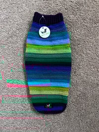 Image 1 of Snazzy Peacock in Stock