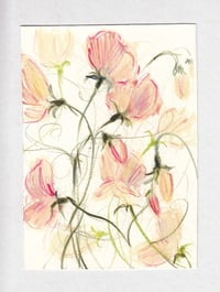 Sweet peas no. 8