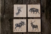 Image of Beast Coasters