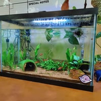 Image 1 of Aquarium Maintenance