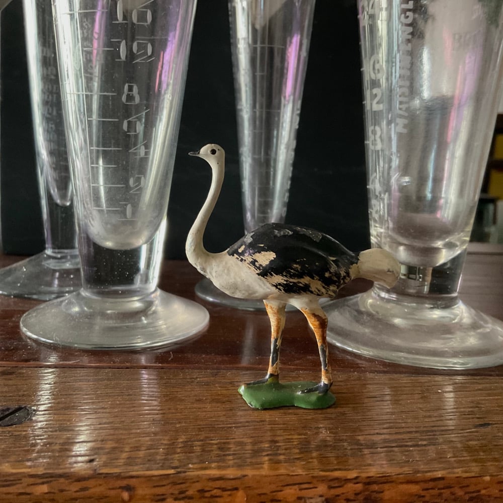 Image of ostrich 