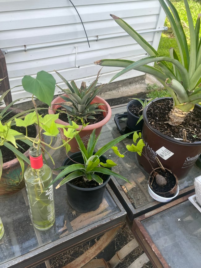 Gardening Classes (1 Hour Zoom Class) Tour Included