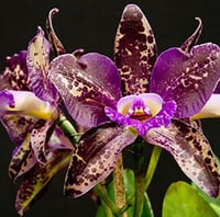 Image 3 of Chocolate Orchid Incense Sticks