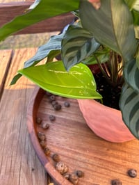 Image 2 of Plant Watering Spikes