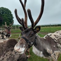 Image 4 of Winter Special Event - Reindeer Experience and Painting Workshop 