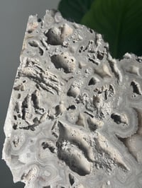Image 2 of XL AGATIZED CORAL SLAB -FLORIDA- A