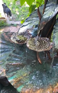 Image 5 of 🌿🍃Arum & Lotus 🌿🍃