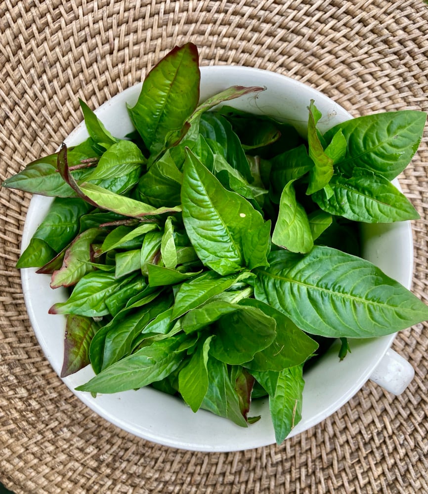 Image of Japanese Indigo Seeds