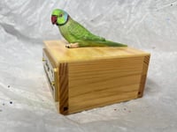 Image 15 of Handmade Custom Engraved Indian Ring Neck Parrot Urn Handpainted Pet Portrait