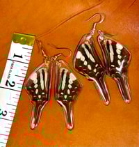 Image 2 of Common Swordtail Hindwings - Topside (Pale Green)