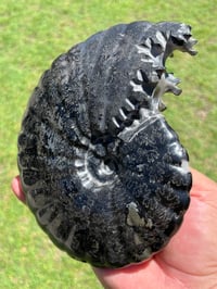 Image 13 of Large Black Ammonite Fossil With Pyrite | Madagascar #2699