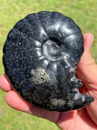 Image 5 of Black Ammonite Fossil With Pyrite | Madagascar #2706