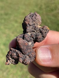 Image 9 of Coprolite Fossil (Dinosaur Poo) #1882