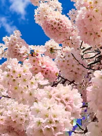Image 2 of Cherry Blossom Sakura Dangle Earrings
