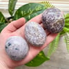 Unicorn Stone Palm