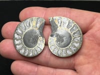 Image 1 of Pyrite Ammonite Fossil Pair #1268