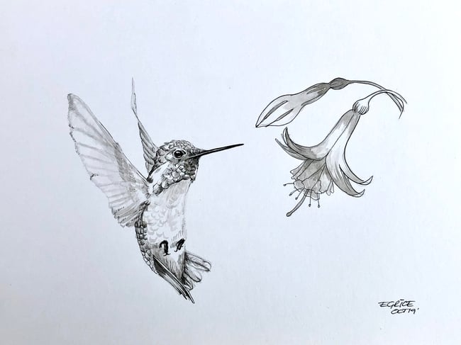 Hummingbird