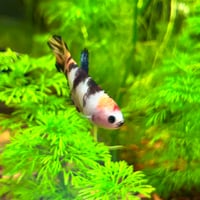 Image of Monkey Face Multicolour Koi Female Plakat