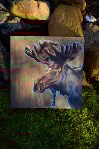 Image 2 of Maine Moose