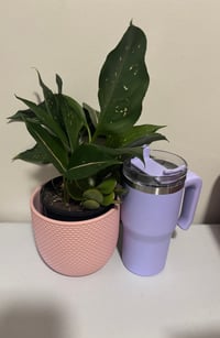 Image 3 of Candy Tumbler